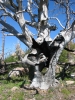 PICTURES/Browns Peak/t_Tree with burned out center 1.JPG